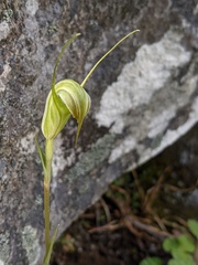 Pterostylis decurva