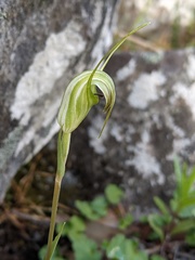 Pterostylis decurva