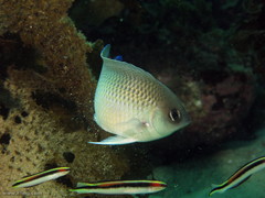 Mecaenichthys immaculatus