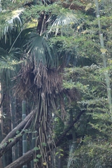 Trachycarpus fortunei