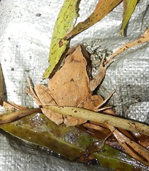 Platyplectrum fletcheri