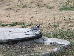 Motacilla alba