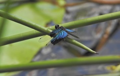 Rhyothemis resplendens