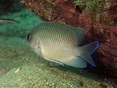 Mecaenichthys immaculatus