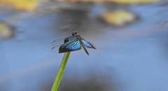 Rhyothemis resplendens