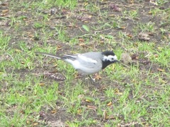 Motacilla alba