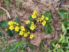 Stigmaphyllon blanchetii