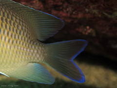 Mecaenichthys immaculatus