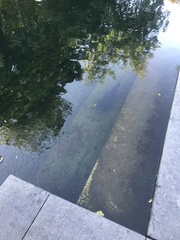 Salmo trutta