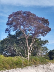 Bowdichia virgilioides