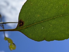 Eucalyptus brookeriana