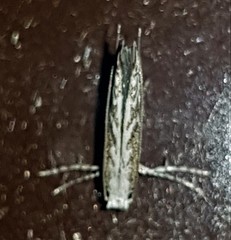 Epicephala trigonophora