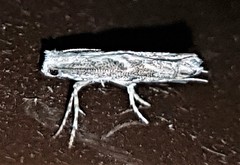 Epicephala trigonophora