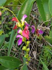 Canavalia bonariensis