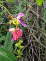 Canavalia bonariensis