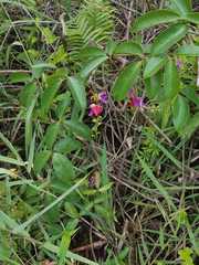 Canavalia bonariensis