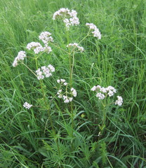Valeriana rossica