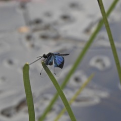 Rhyothemis resplendens