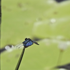 Rhyothemis resplendens