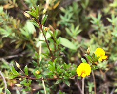 Pultenaea pedunculata