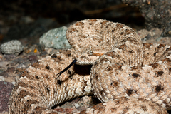 Crotalus cerastes laterorepens