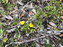 Pultenaea pedunculata