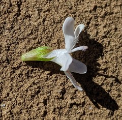 Westringia rubiifolia