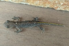 Triturus ivanbureschi