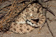 Crotalus cerastes laterorepens