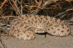 Crotalus cerastes laterorepens