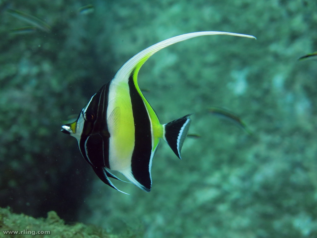 Moorish Idol Fish Scientific Name