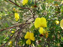 Gompholobium virgatum