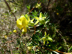 Gompholobium virgatum