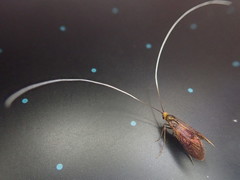 Nemophora albiantennella