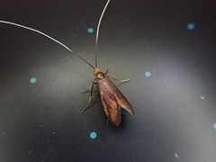 Nemophora albiantennella