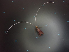 Nemophora albiantennella