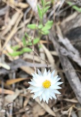 Helichrysum leucopsideum
