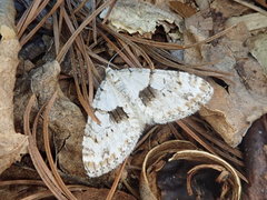 Trichopteryx fastuosa