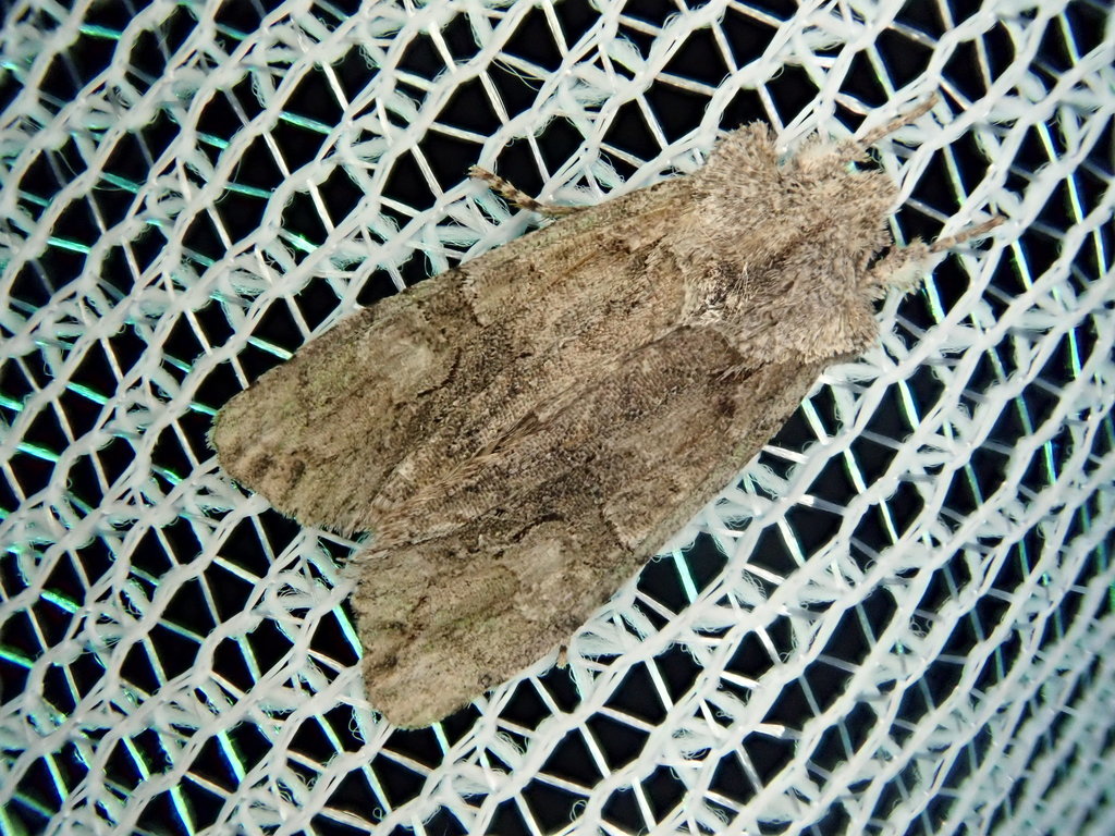 Lithophane nagaii