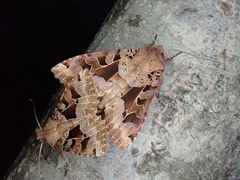 Clavipalpula aurariae