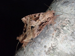 Clavipalpula aurariae