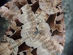 Clavipalpula aurariae