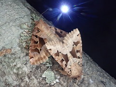 Clavipalpula aurariae