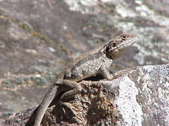 Ctenophorus modestus