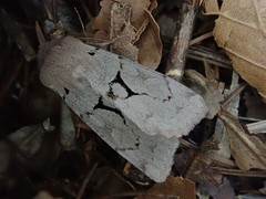 Orthosia carnipennis