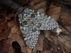 Eriodonta amagisana