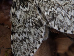 Eriodonta amagisana