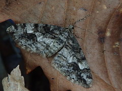 Pseuderannis lomozemia