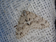 Trichopteryx miracula