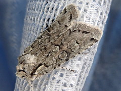 Lithophane venusta